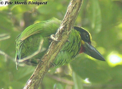 barbet jávský - ML730369