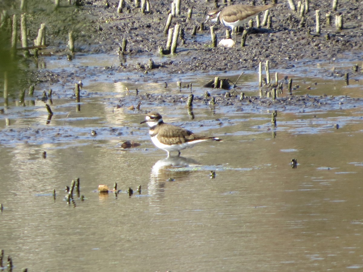 Killdeer - Bill Nolting