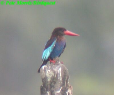 Javan Kingfisher - ML730375