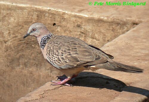 Spotted Dove (Eastern) - Pete Morris