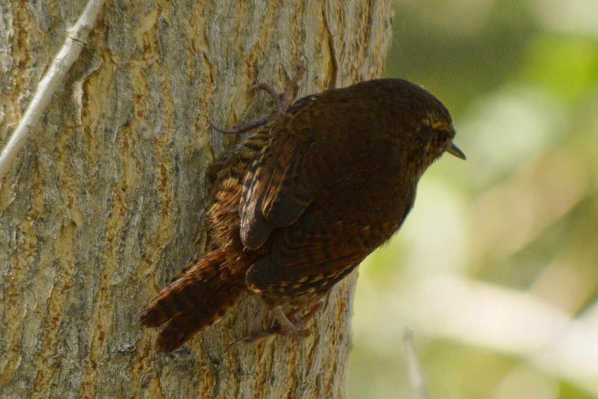 Pacific Wren - ML73037821