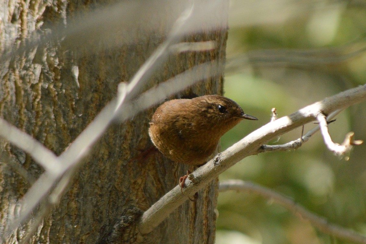 Pacific Wren - ML73037931