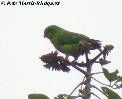 Yellow-throated Hanging-Parrot - Pete Morris