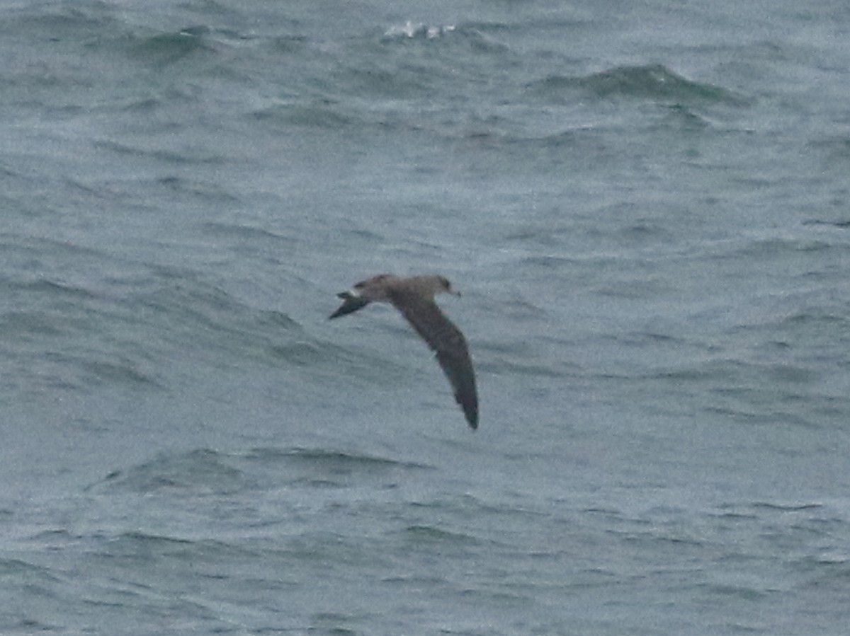 Cory's Shearwater - Stephen Mirick