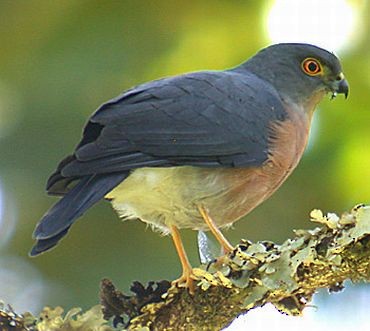 Small Sparrowhawk - ML730387