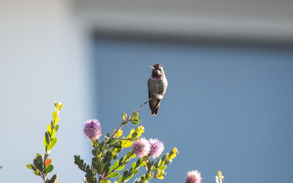 Anna's Hummingbird - ML73039171