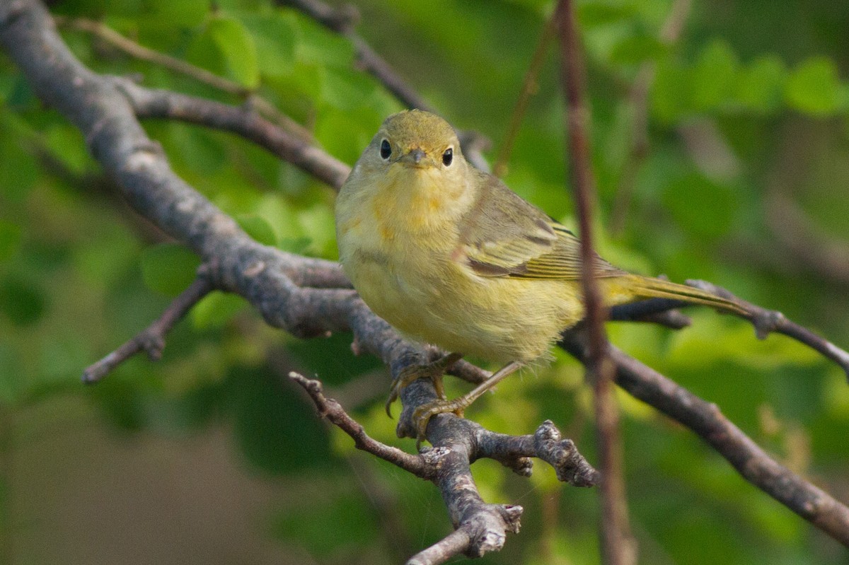 Mangrove Yellow Warbler - Jeff Gerbracht