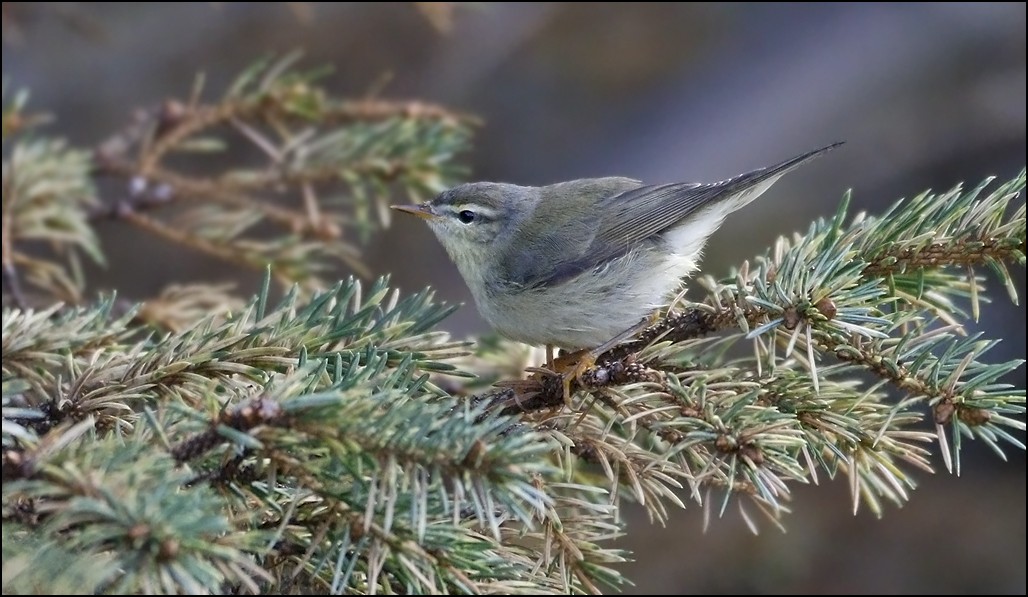 Willow Warbler - ML73041571