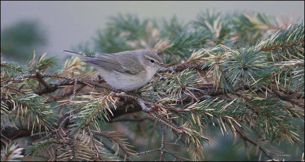 Common Chiffchaff - ML73041631