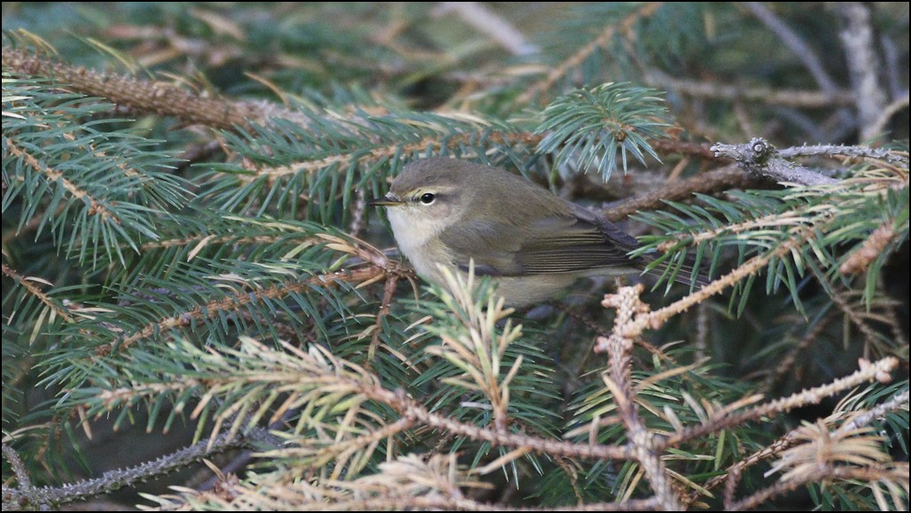 Common Chiffchaff - Alex Máni Guðríðarsson