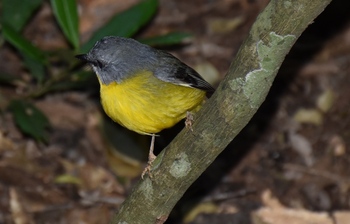 Eastern Yellow Robin - David Wheeler