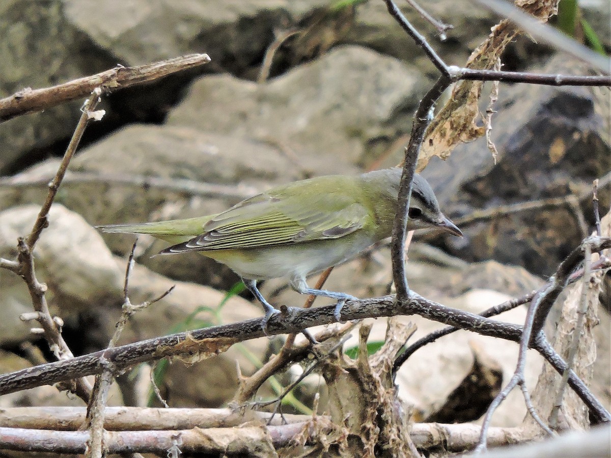 Red-eyed Vireo - ML73043841