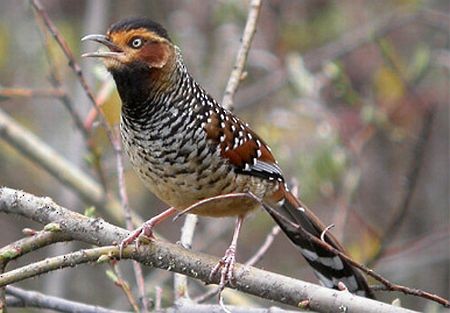 Spotted Laughingthrush - Dave Farrow