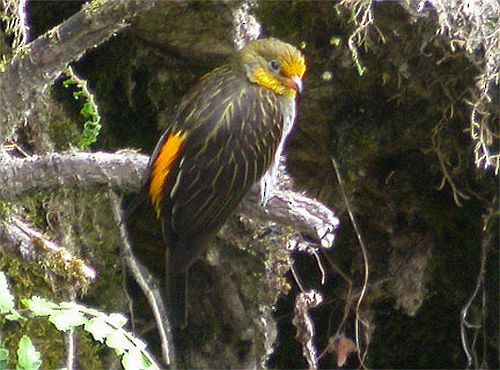 Yellow-rumped Honeyguide - ML730456