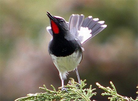 Himalayan Rubythroat - ML730458