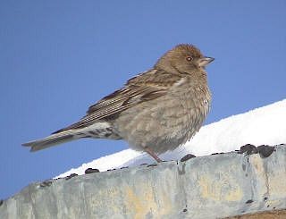 Plain Mountain Finch - ML730459