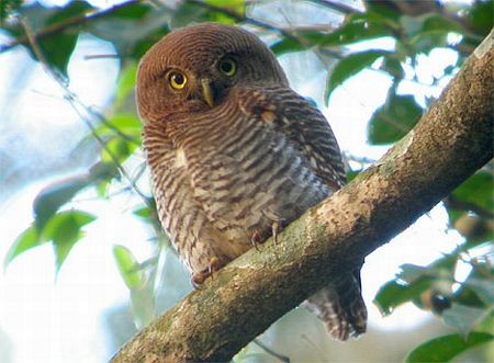 Jungle Owlet - Dave Farrow