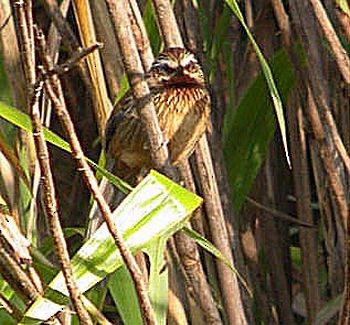 Striped Laughingthrush - ML730465