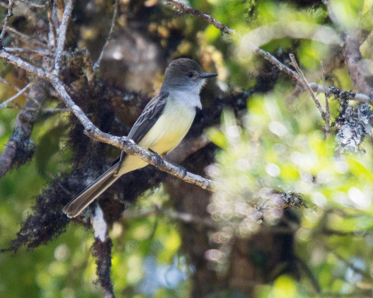 Dusky-capped Flycatcher - ML73046601