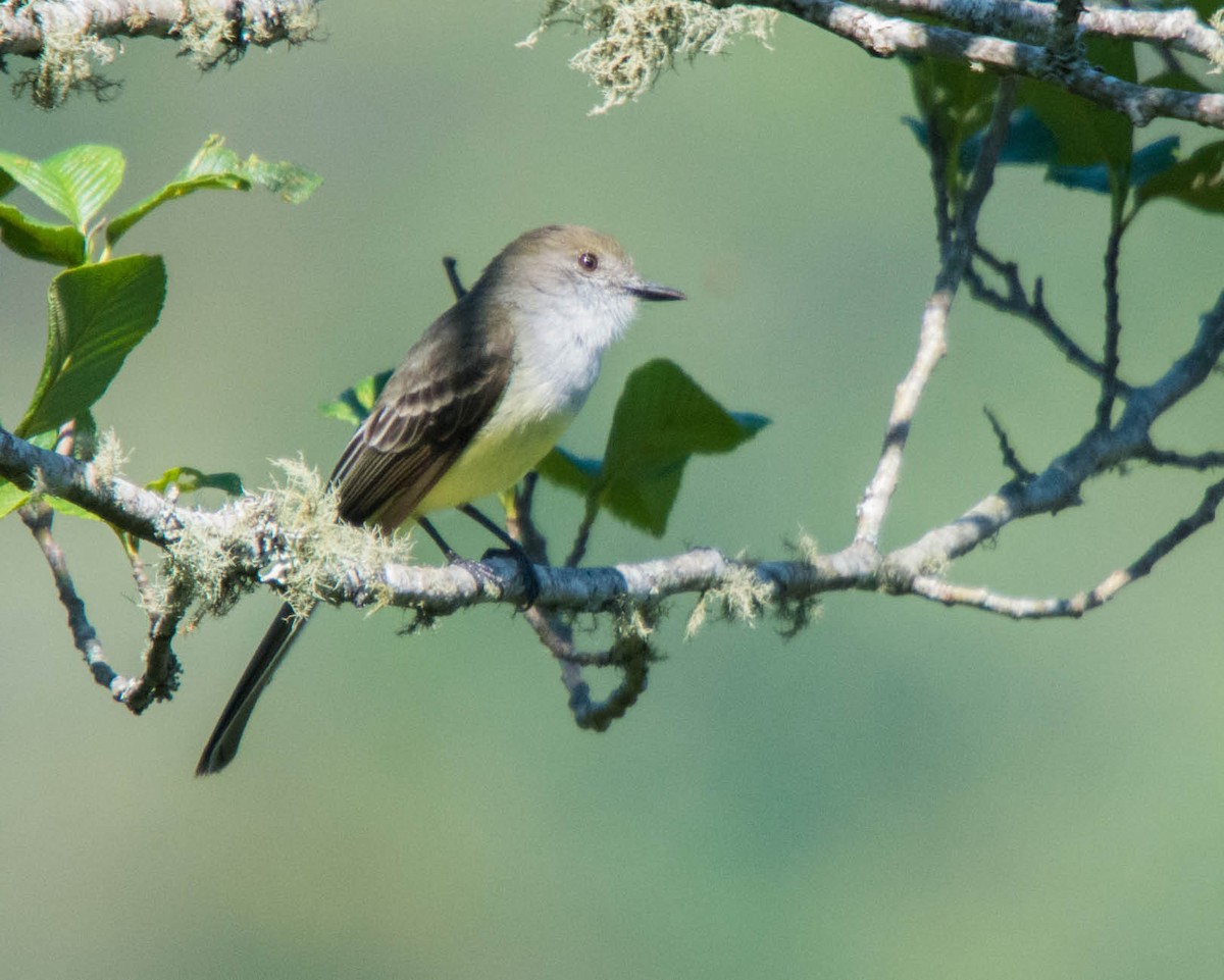 Pale-edged Flycatcher - ML73046611