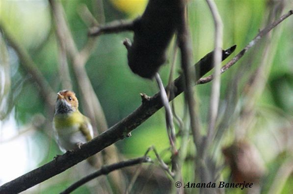 Rufous-faced Warbler - ML730479