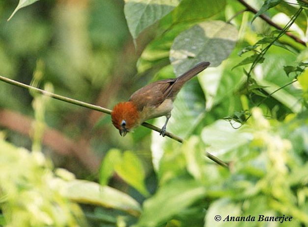 Rufous-headed Parrotbill - ML730480