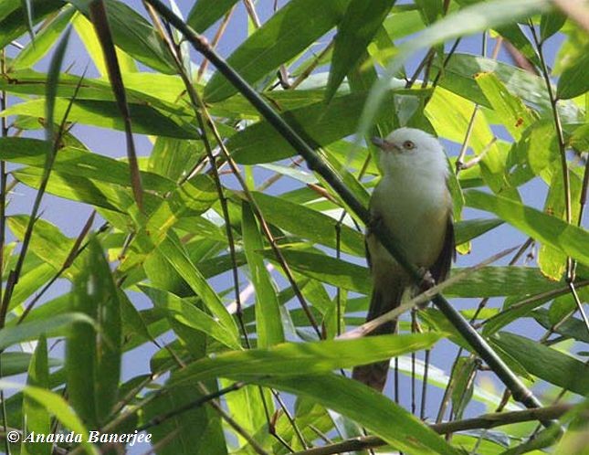 White-hooded Babbler - ML730481