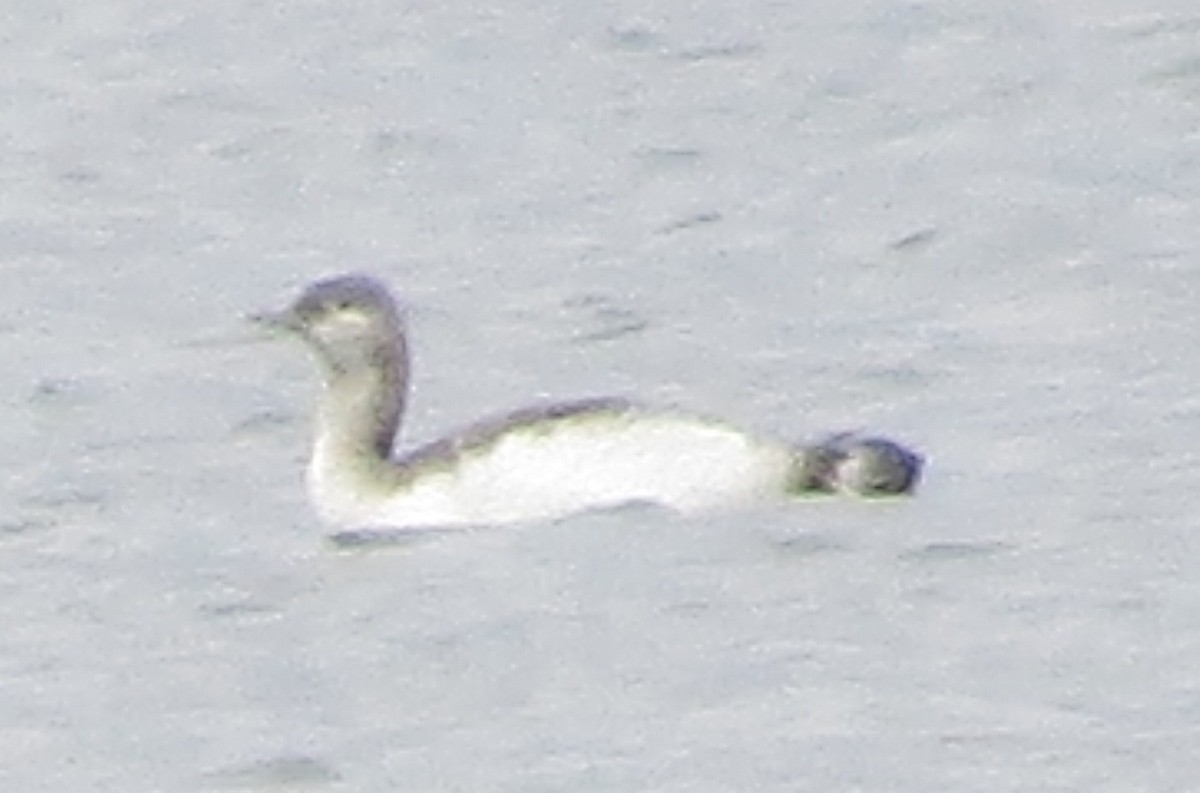 Red-throated Loon - ML73048151