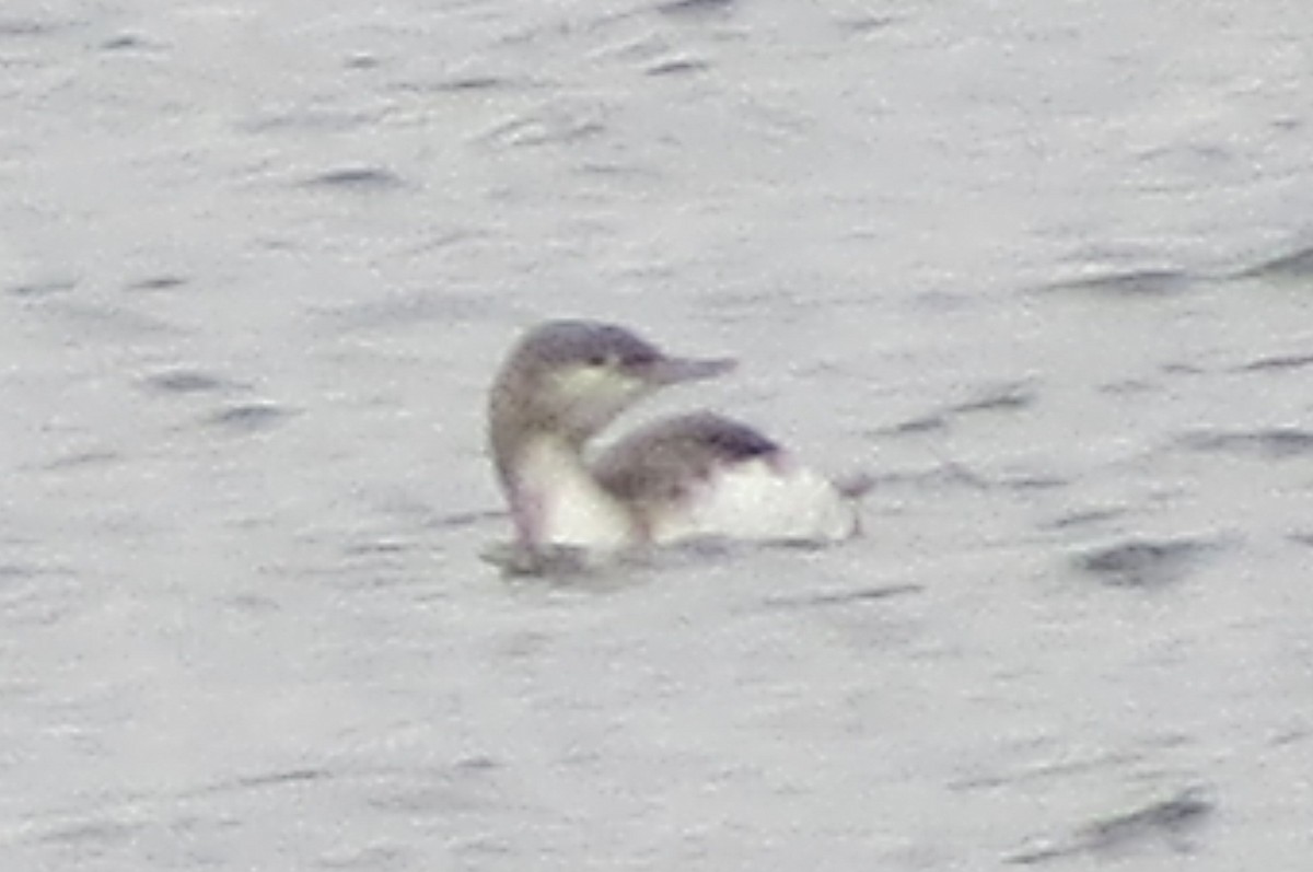 Red-throated Loon - ML73048171