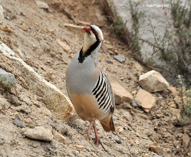 Chukar - ML730490