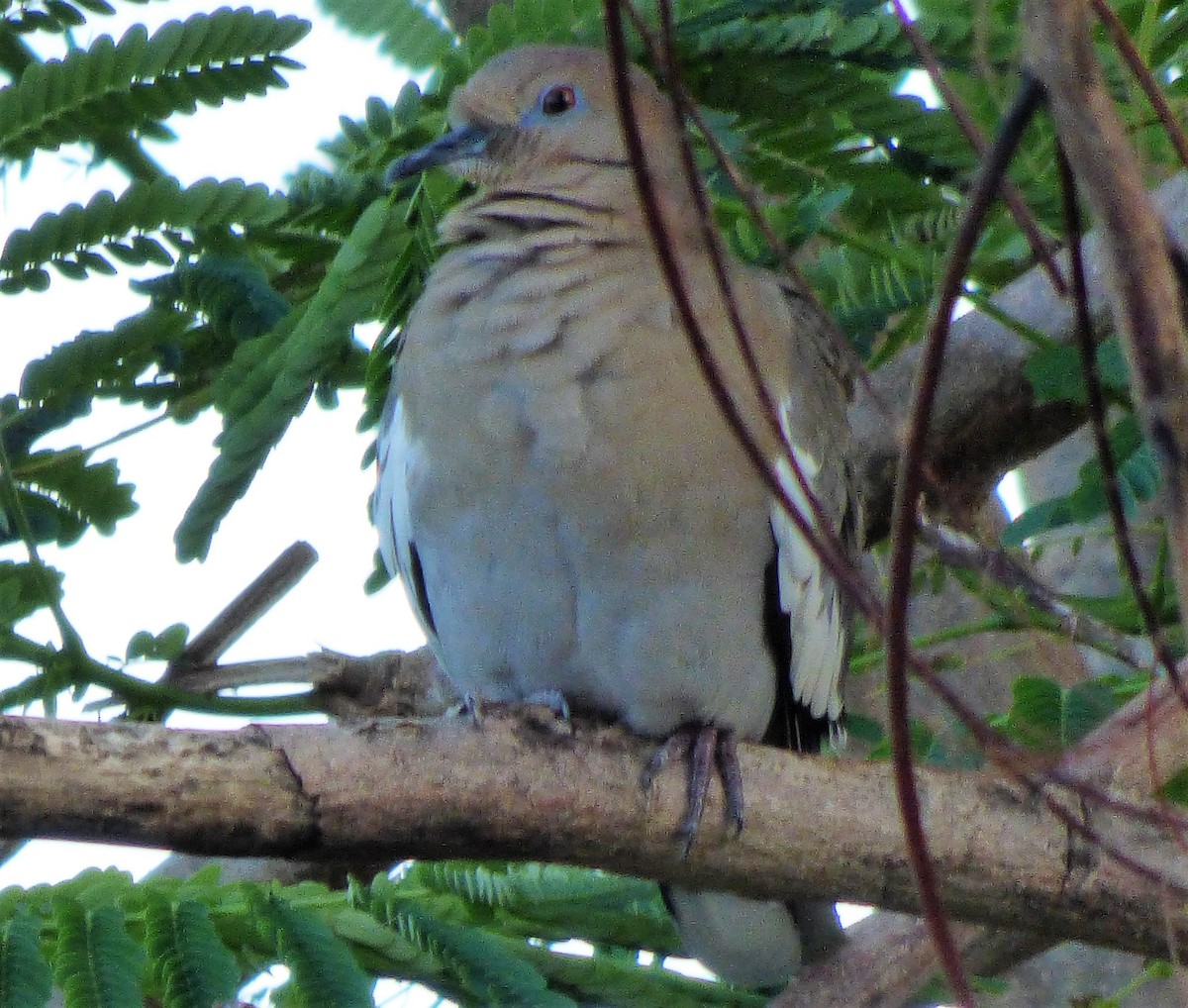 White-winged Dove - David True