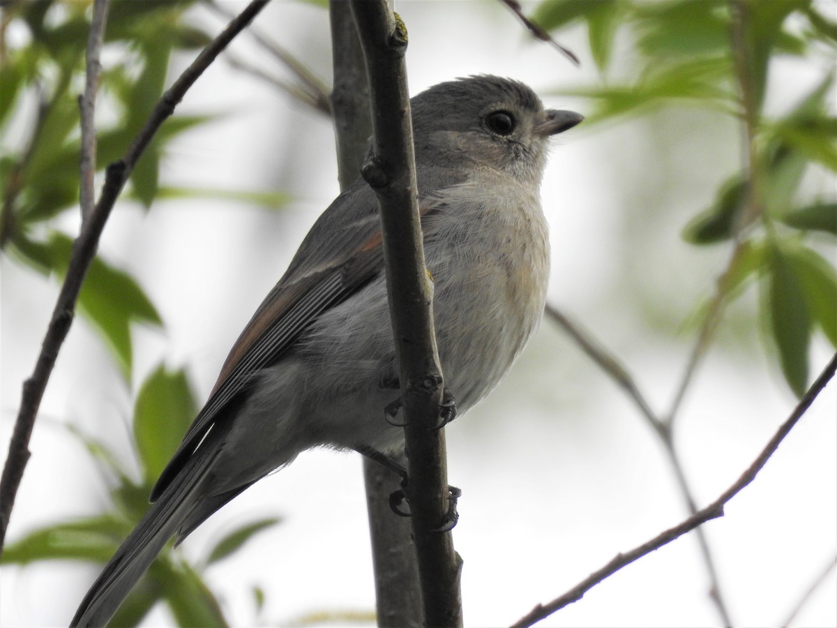 Golden Whistler - Jeffrey Crawley