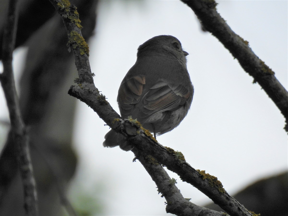 Golden Whistler - Jeffrey Crawley