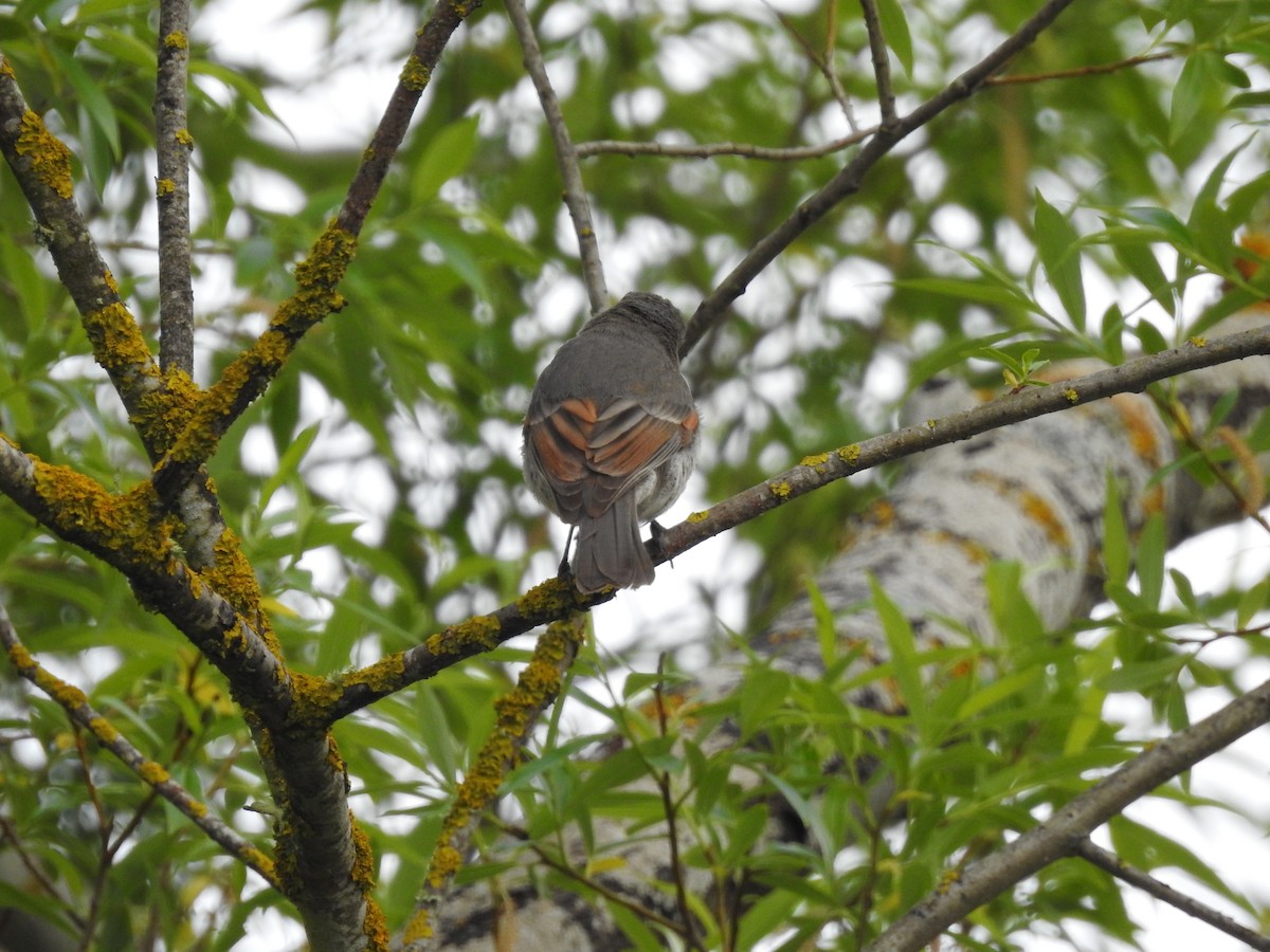 Golden Whistler - ML73050321