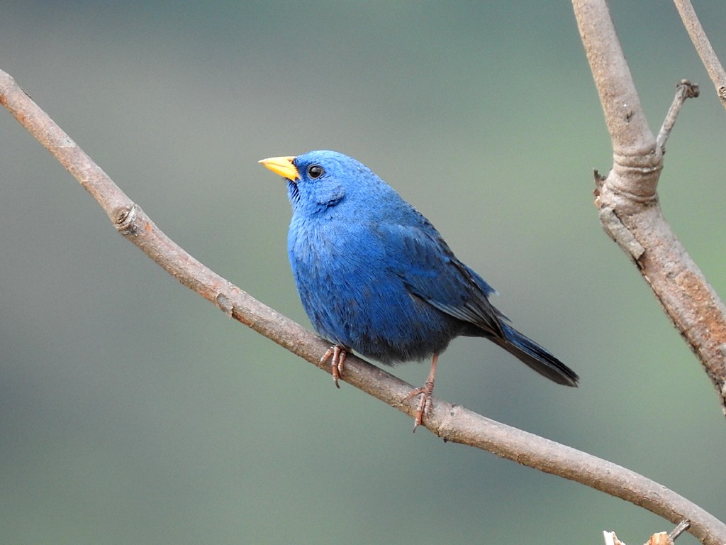 Blue Finch - ML73051391