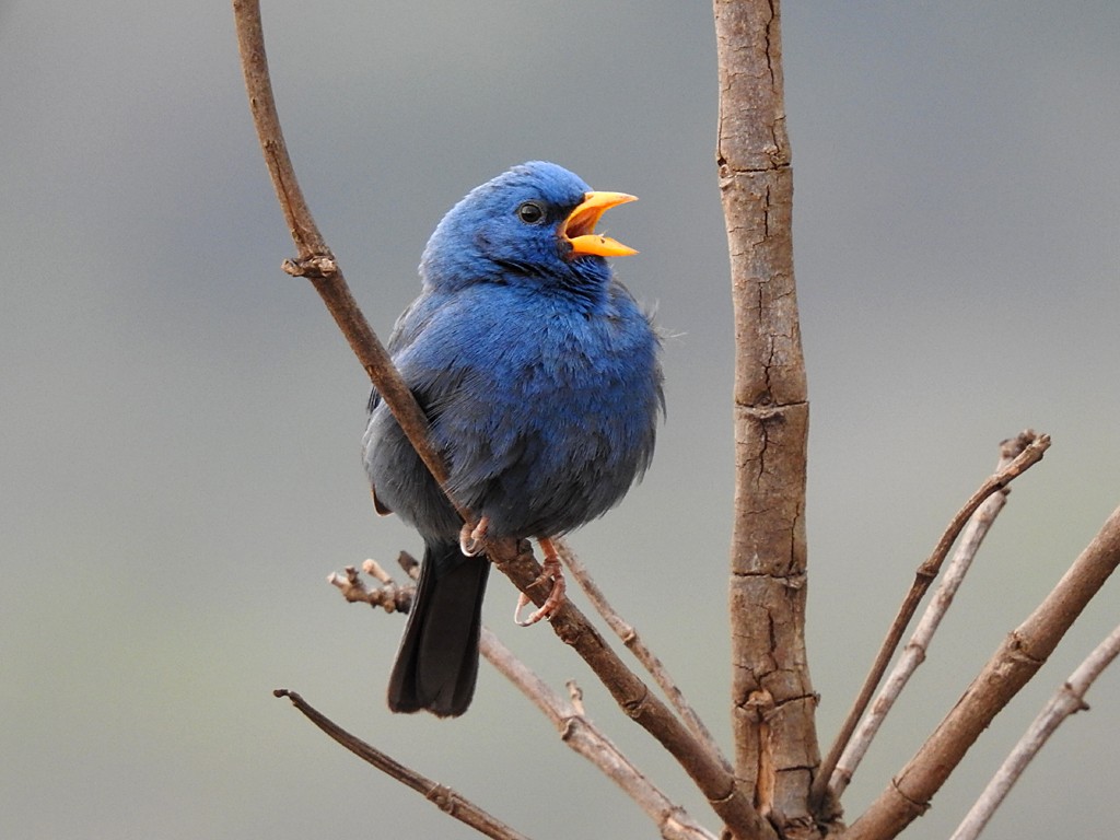 Blue Finch - ML73051441