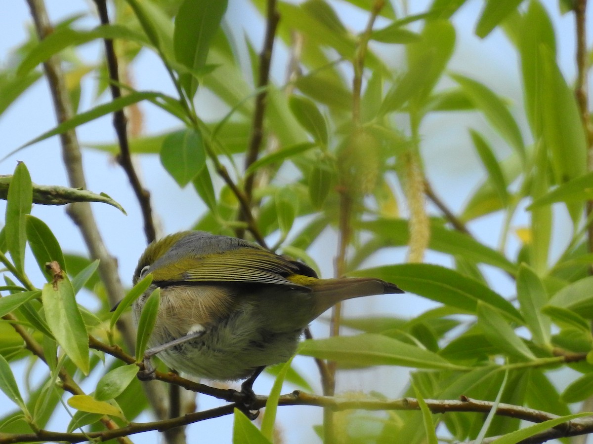 Silvereye - Jeffrey Crawley