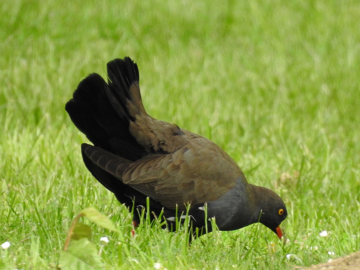Black-tailed Nativehen - Jeffrey Crawley