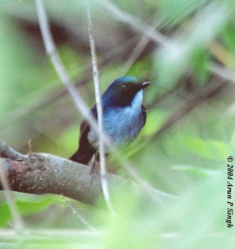 Slaty-blue Flycatcher - Arun P.Singh