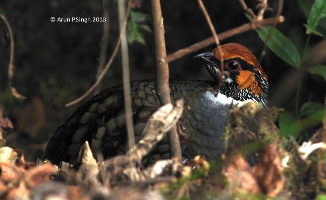 Hill Partridge - Arun P.Singh