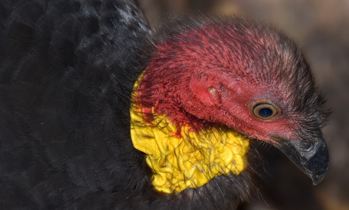 Australian Brushturkey - David Wheeler