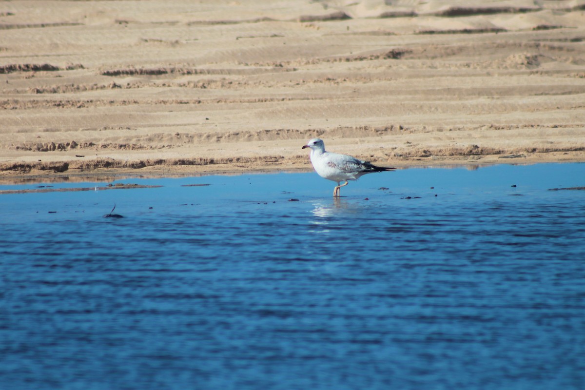 Ring-billed Gull - ML73055431