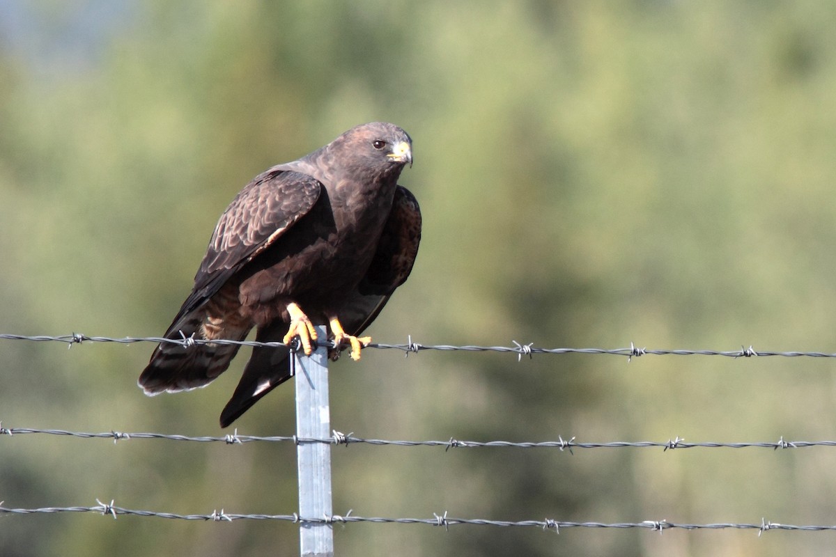 Swainson's Hawk - Yukon Bird Club Historical Data