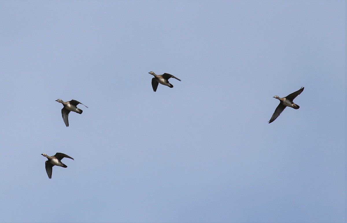 Canard branchu - ML73056561