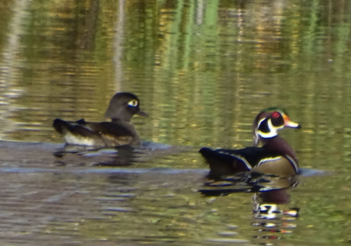 Wood Duck - ML73056681