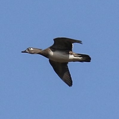 Canard branchu - ML73056731