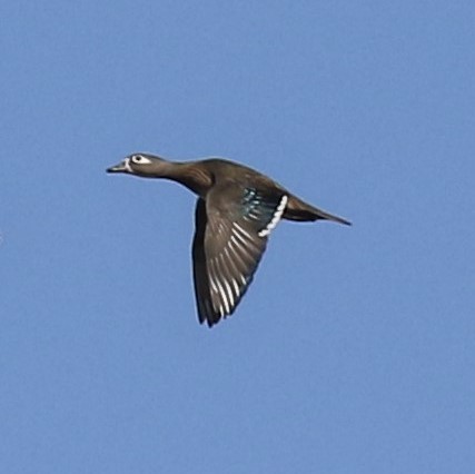 Canard branchu - ML73056841