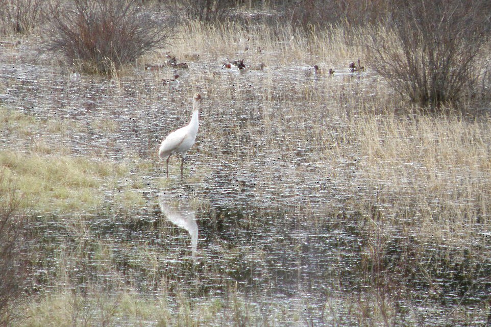 Whooping Crane - ML73056851