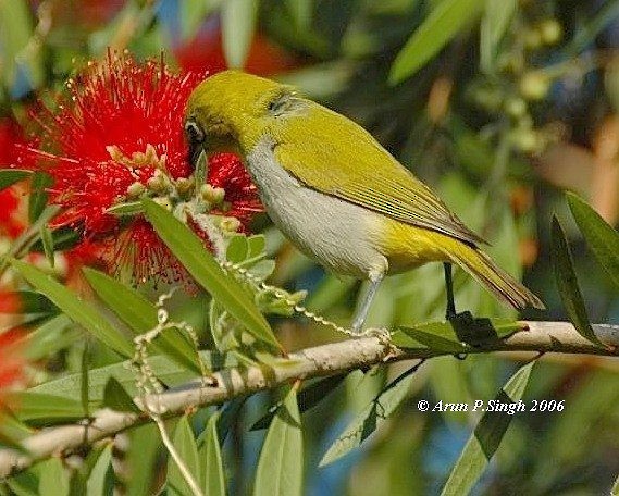Indian White-eye - ML730573