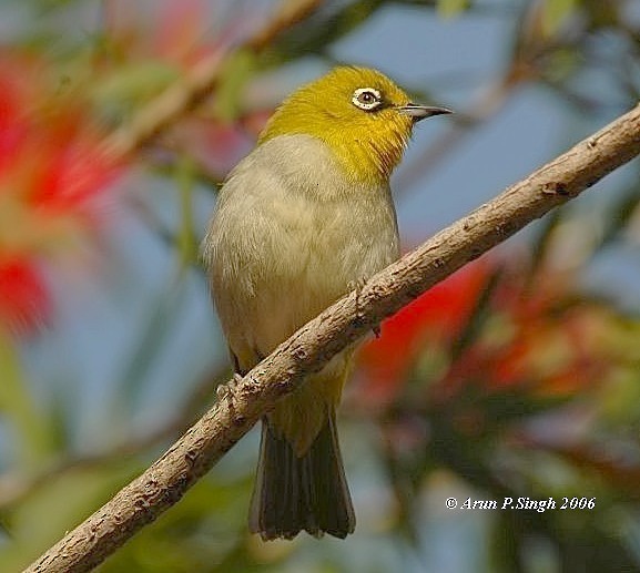 Indian White-eye - ML730574